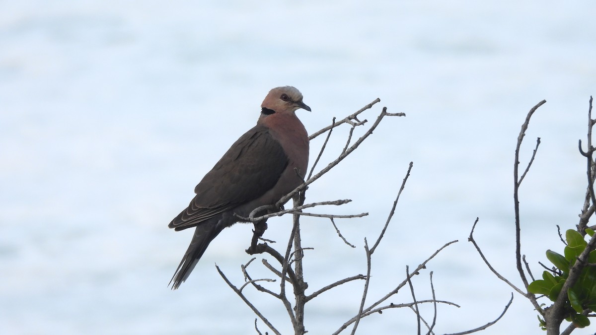 Red-eyed Dove - ML641979172