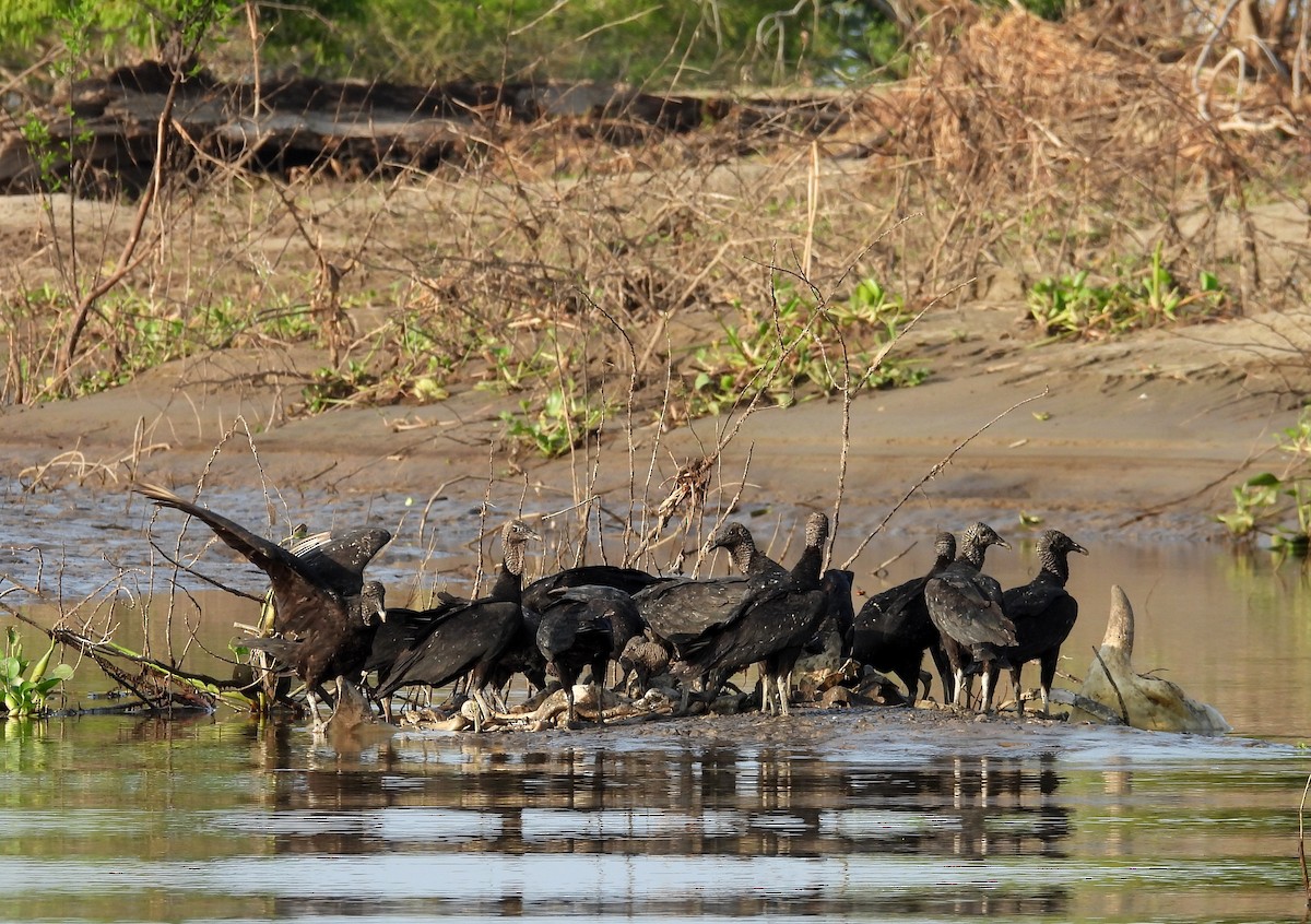 Black Vulture - ML641979177