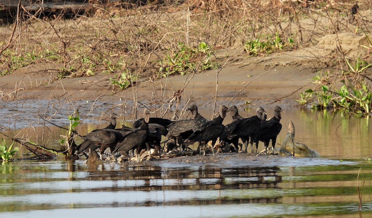Black Vulture - ML641979178