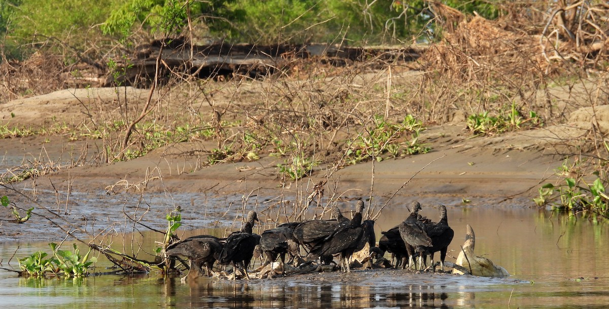 Black Vulture - ML641979179