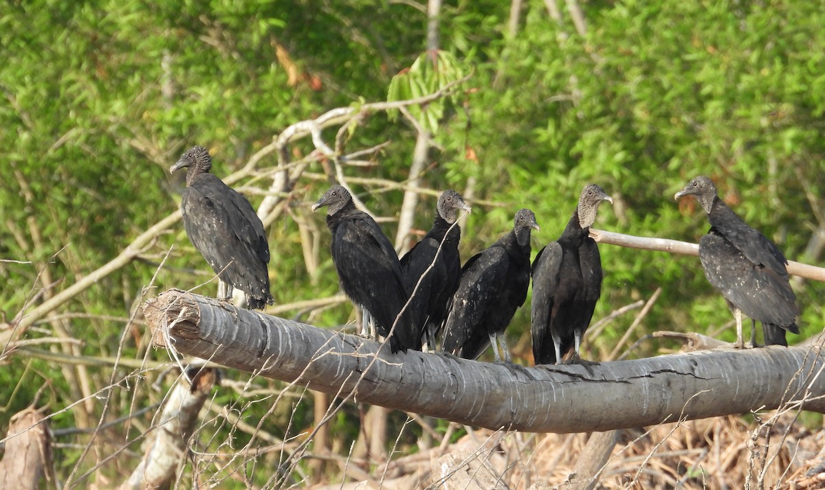 Black Vulture - ML641979180