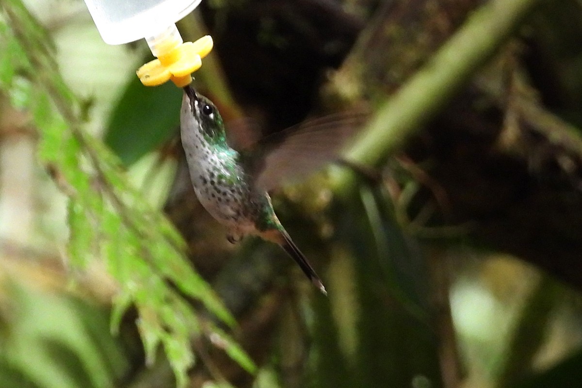 White-booted Racket-tail - ML641979233