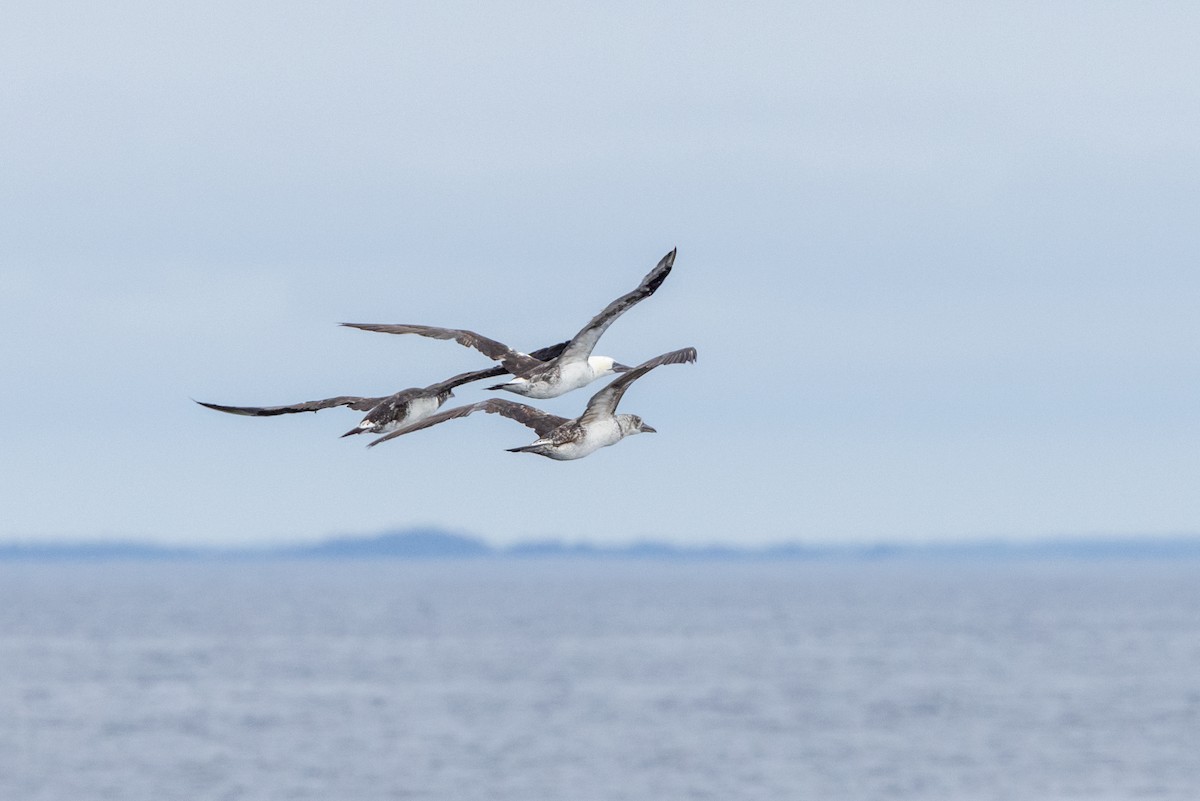 Northern Gannet - ML641979261
