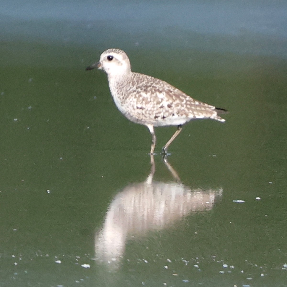 Black-bellied Plover - ML641979264