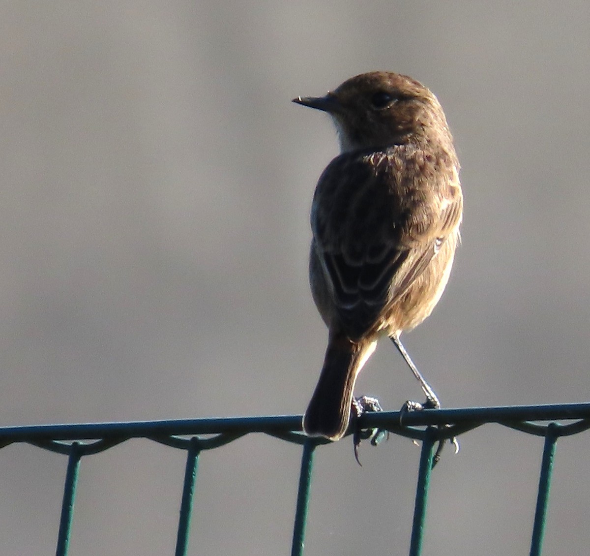 European Stonechat - ML641979281