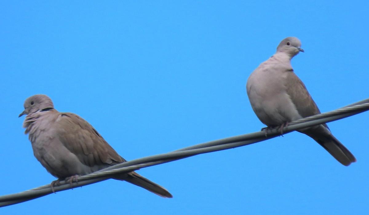 Eurasian Collared-Dove - ML641979285