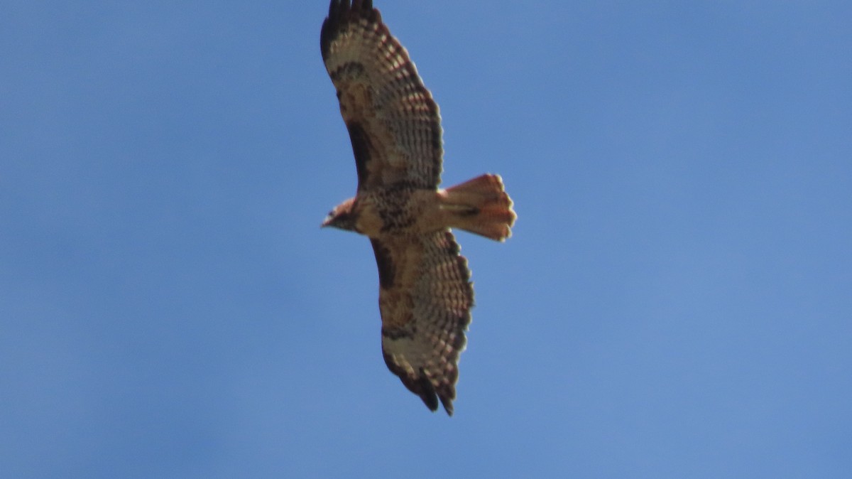 Red-tailed Hawk - ML641979300