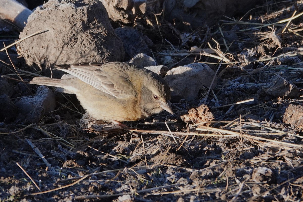 Peruvian Sierra Finch - ML641979340