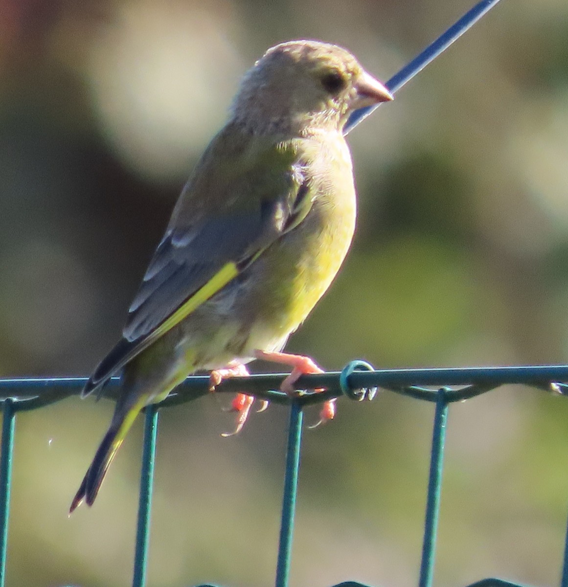 European Greenfinch - ML641979341
