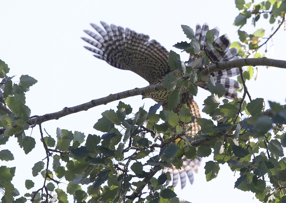 Cooper's Hawk - ML641979355