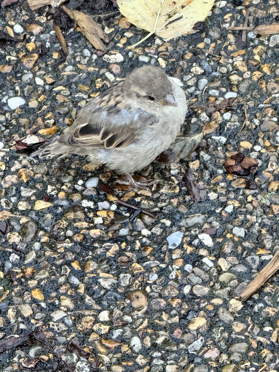 House Sparrow - ML641979363