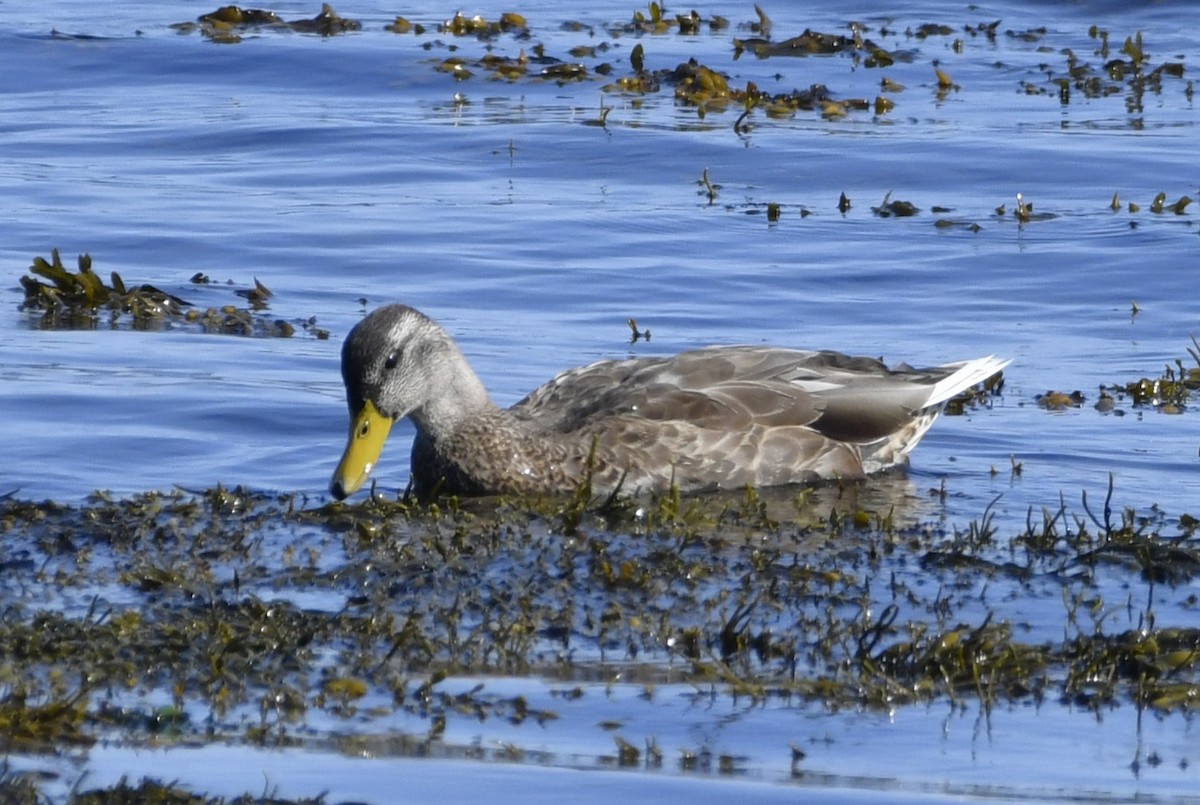 American Black Duck - ML641979364