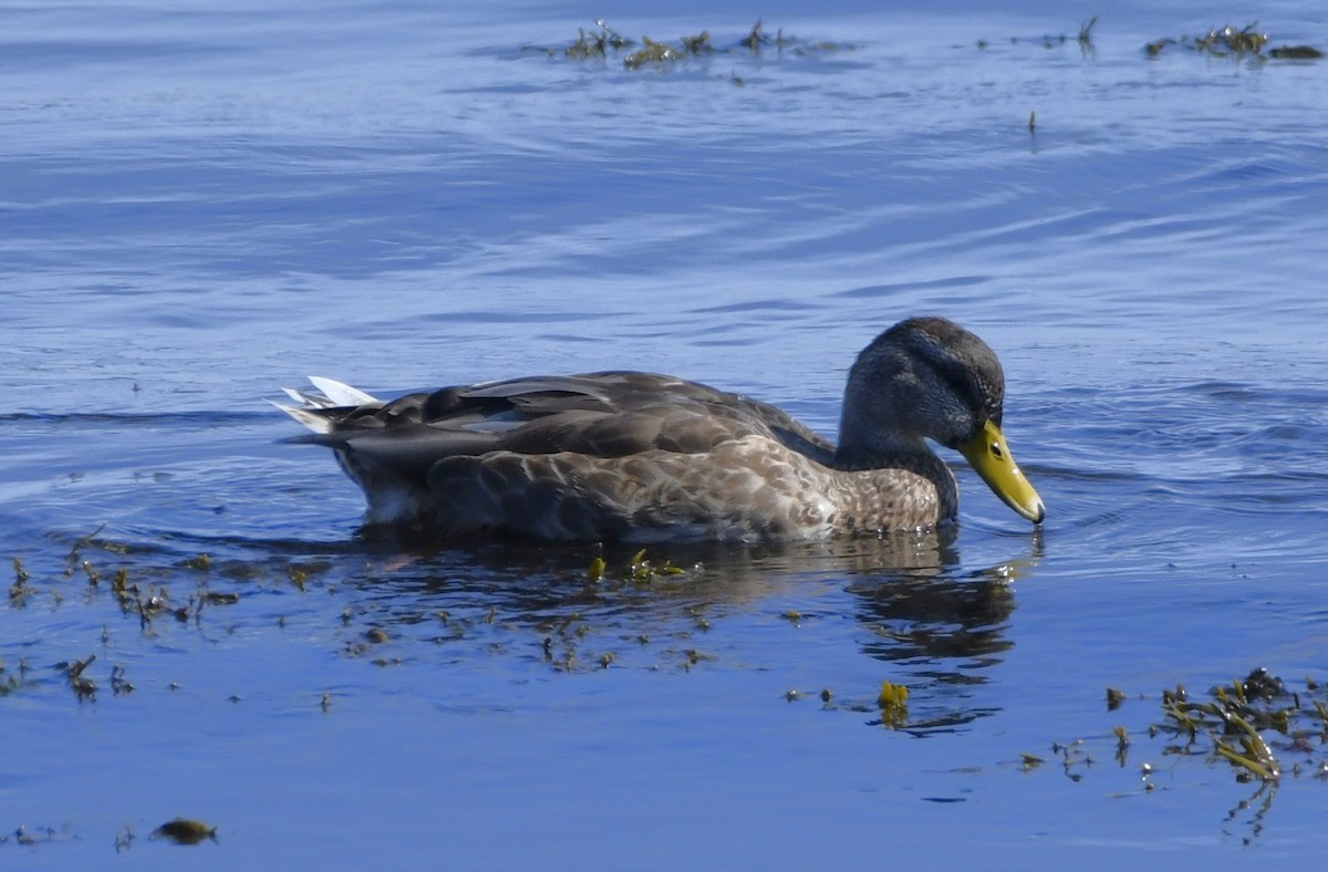 American Black Duck - ML641979365