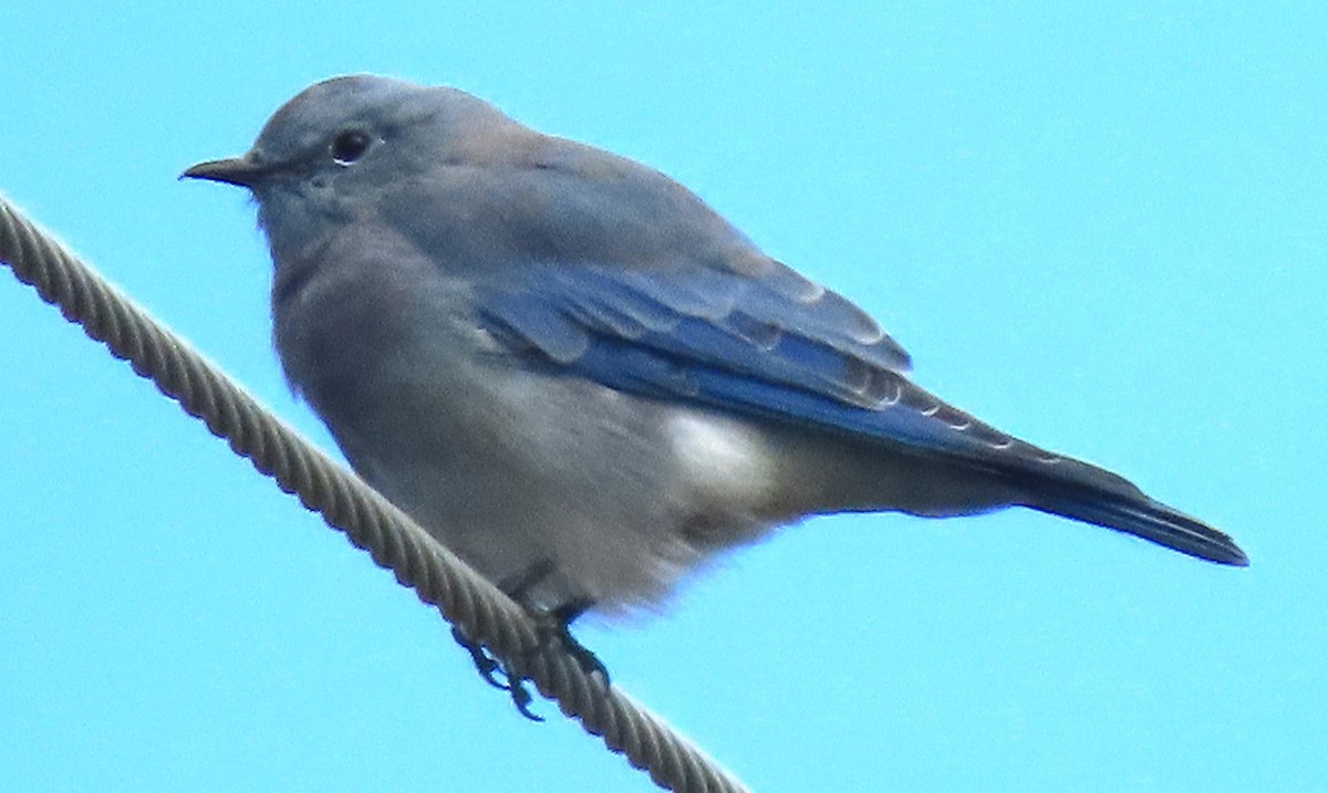 Mountain Bluebird - ML641979369