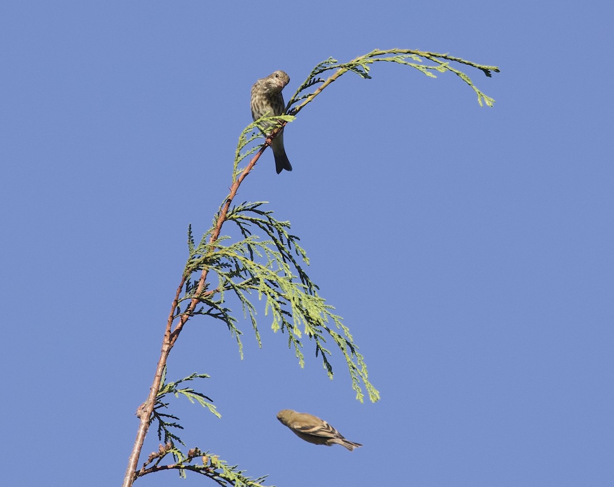 gulstillits - ML641979385