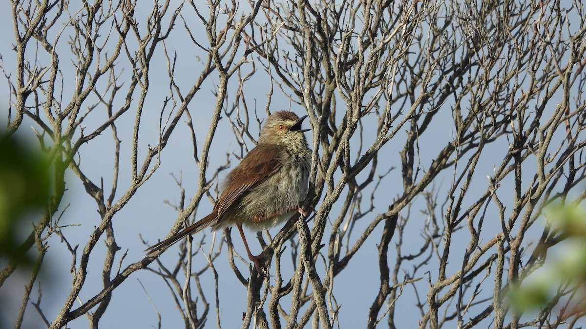 Karoo Prinia - ML641979398