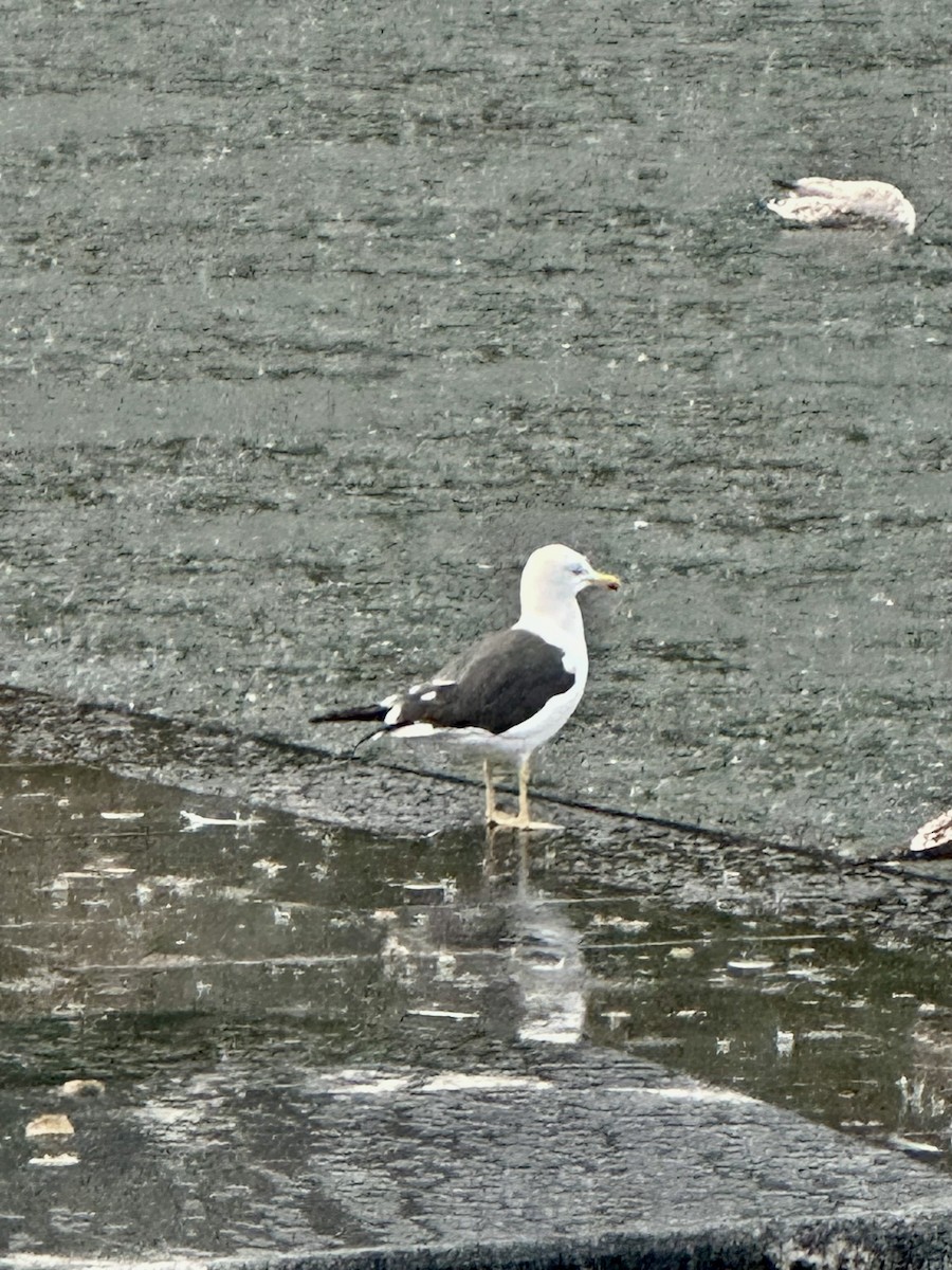 sildemåke - ML641979404
