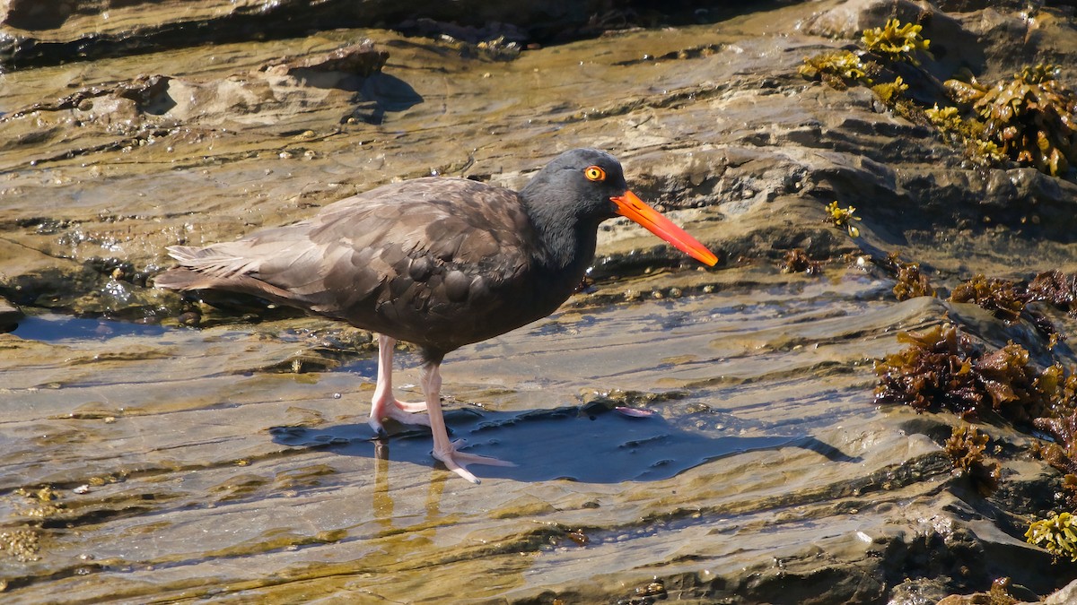 Black Oystercatcher - ML641979408