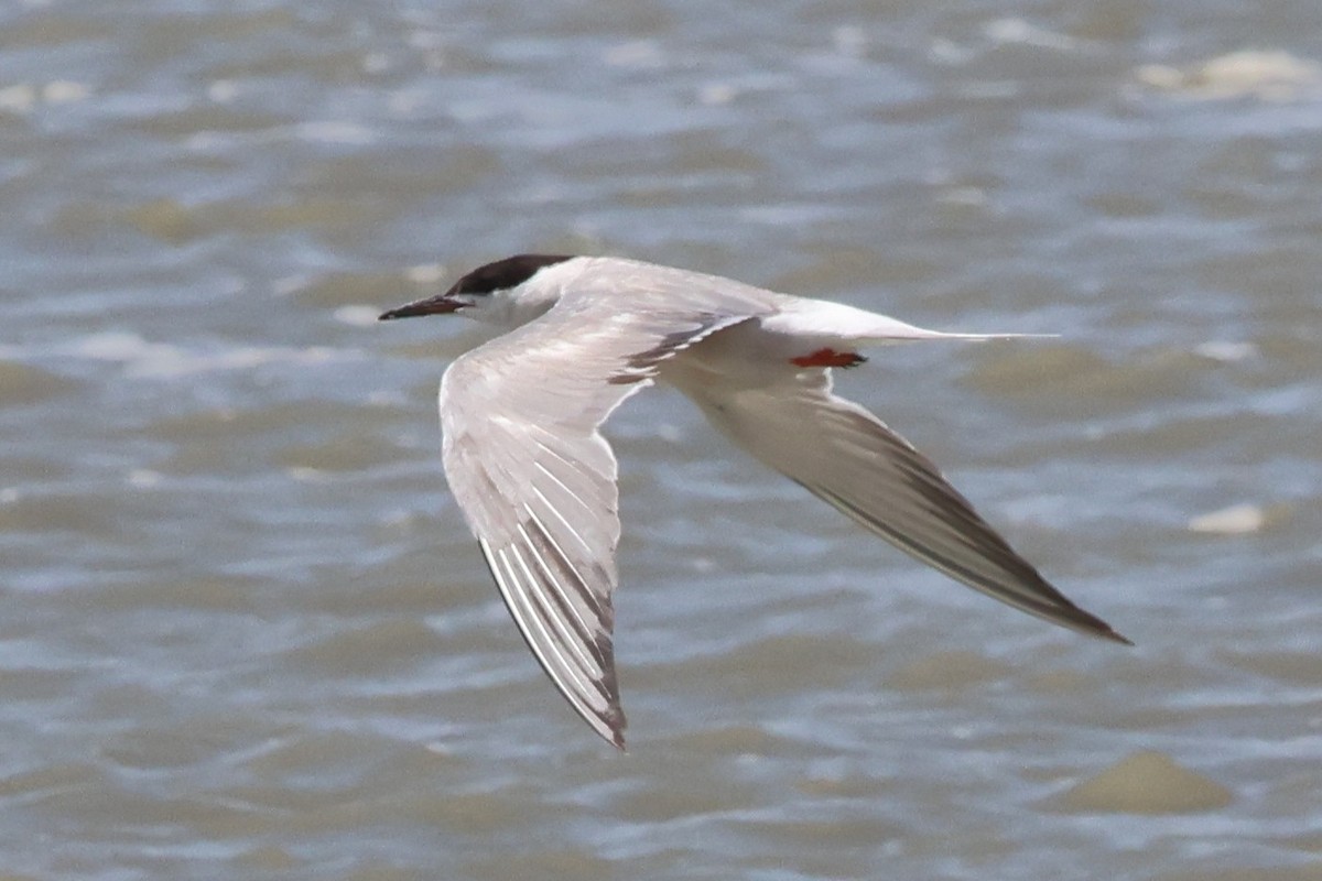 Common Tern - ML641979409