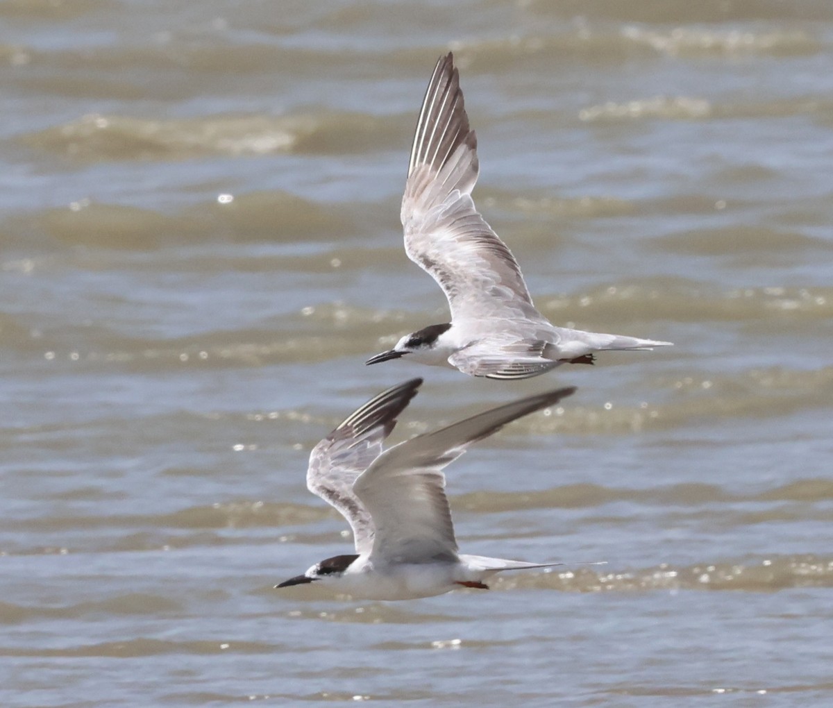 Common Tern - ML641979410