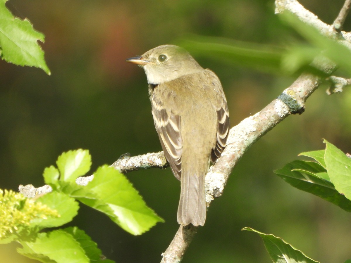 Alder Flycatcher - ML641979417