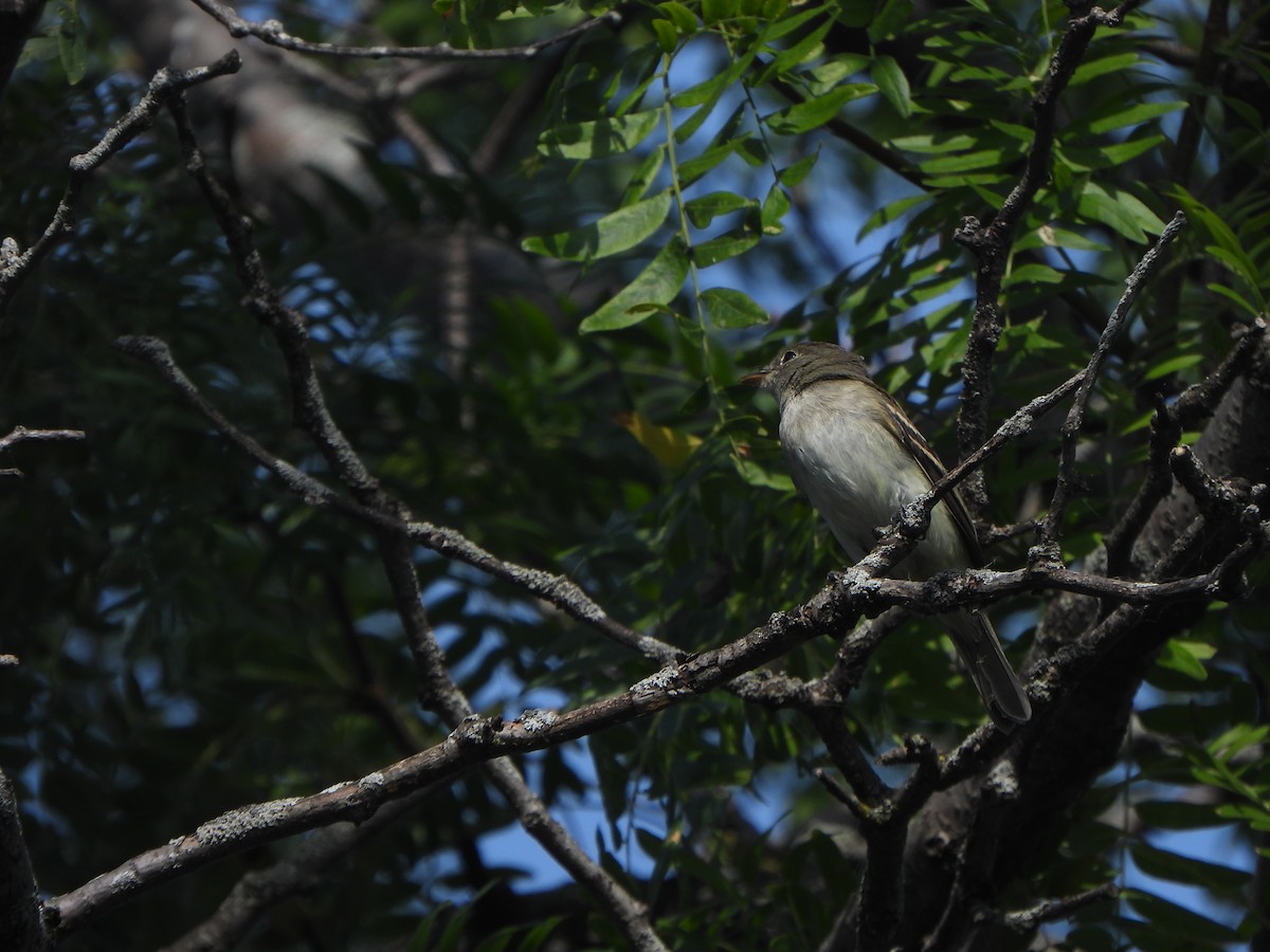 Least Flycatcher - ML641979433