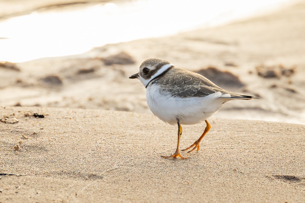 Semipalmated Plover - ML641979451