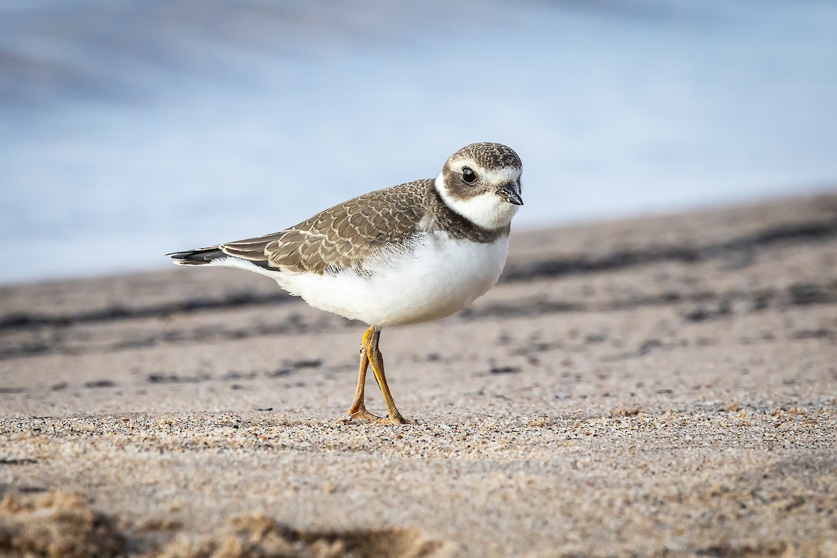 Semipalmated Plover - ML641979452