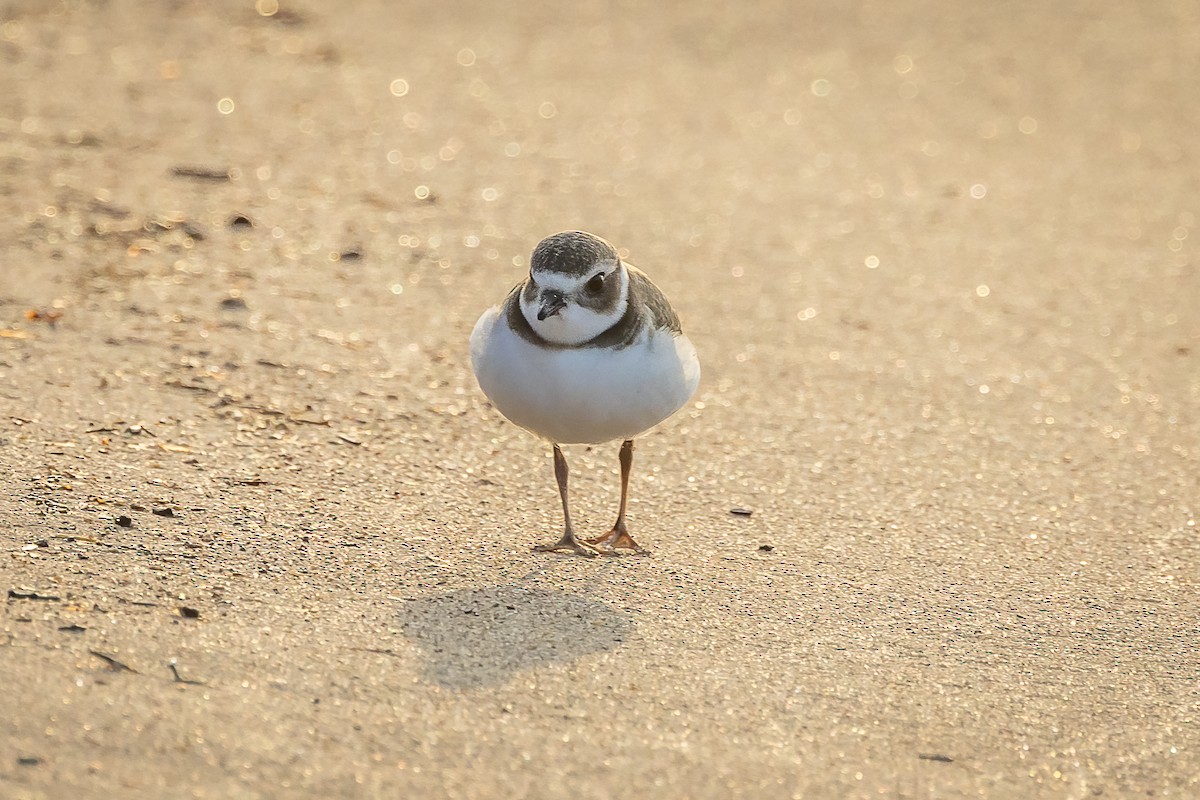 Semipalmated Plover - ML641979453
