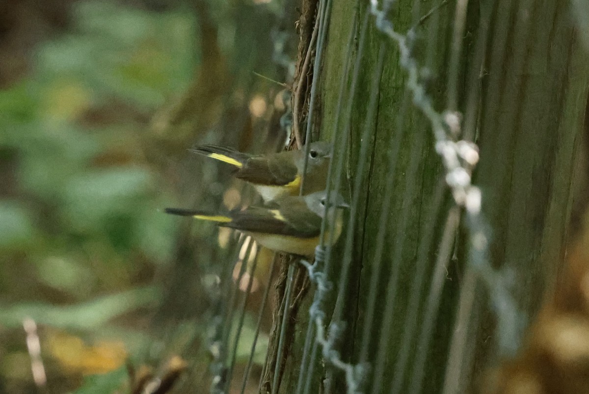 American Redstart - ML641979478