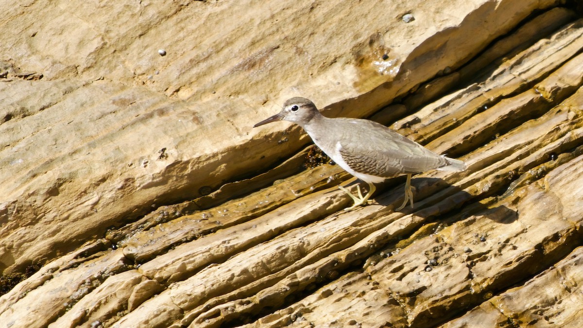 Spotted Sandpiper - ML641979488