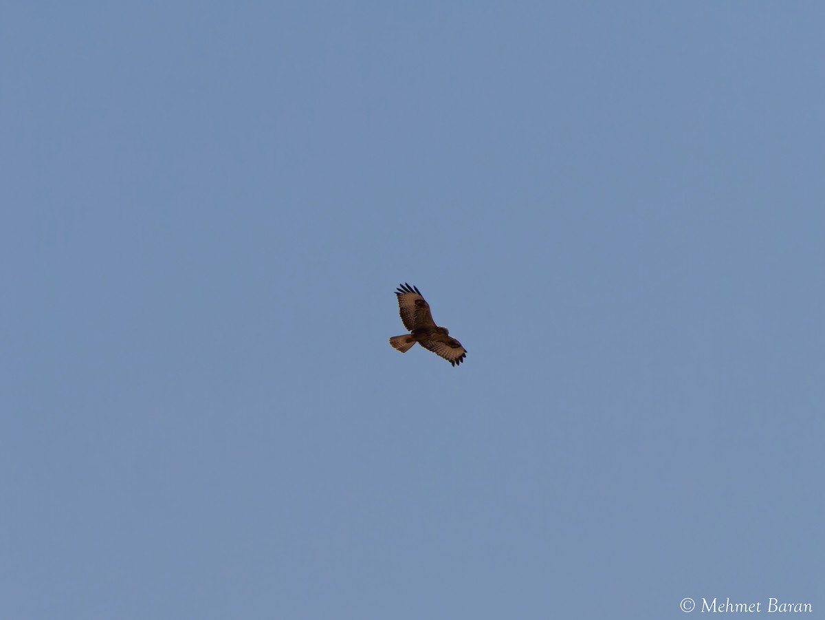 Long-legged Buzzard - ML641979496