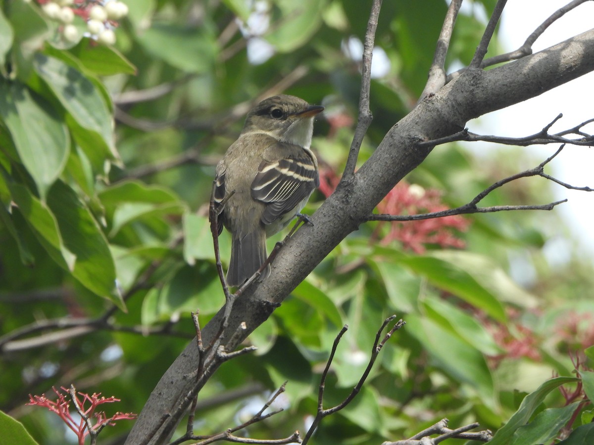 Willow Flycatcher - ML641979499