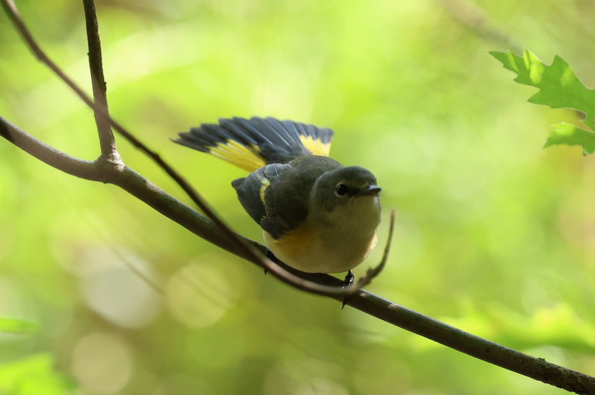 American Redstart - ML641979503