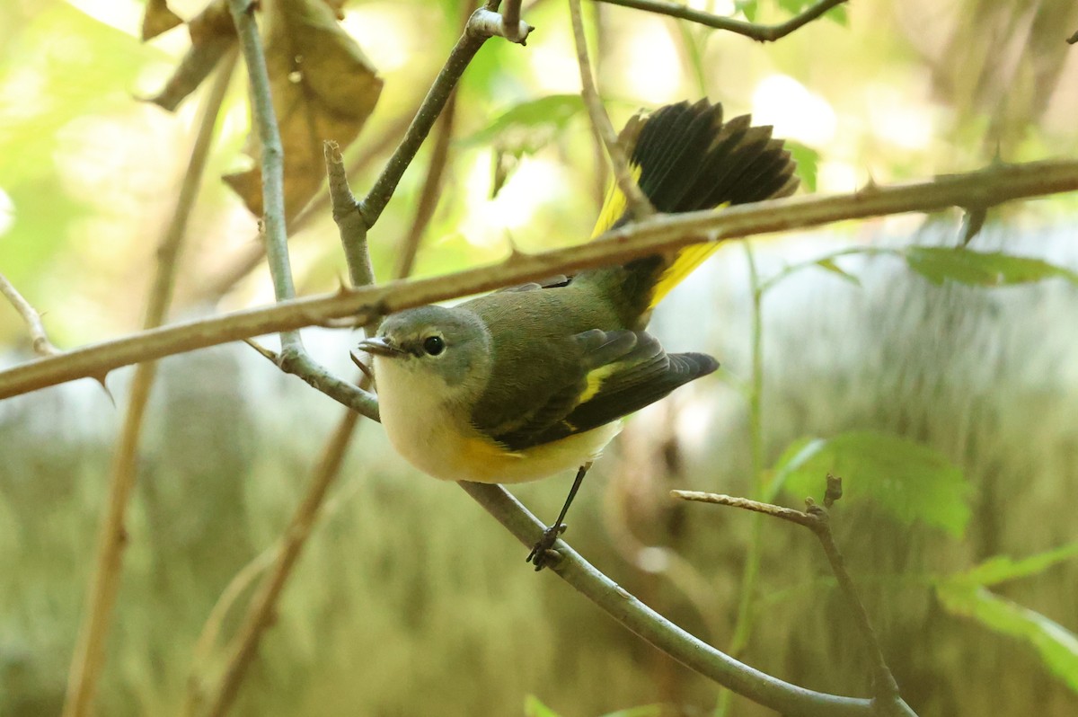 American Redstart - ML641979511