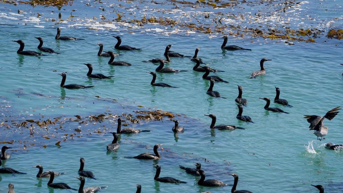 Brandt's Cormorant - ML641979517