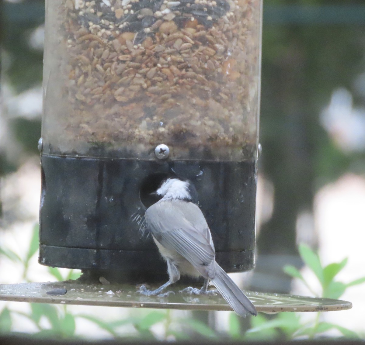 Carolina Chickadee - ML641979523