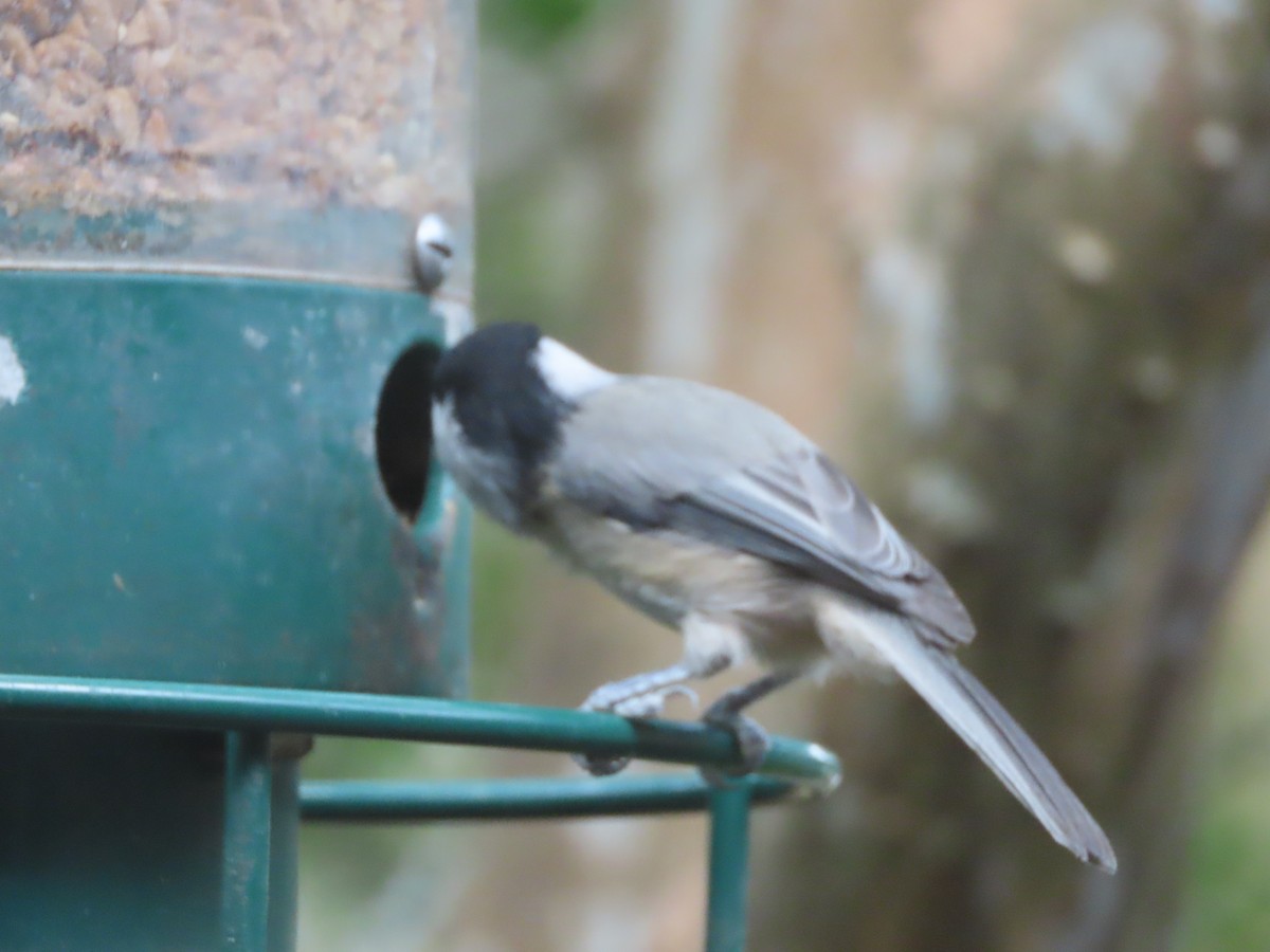 Carolina Chickadee - ML641979527