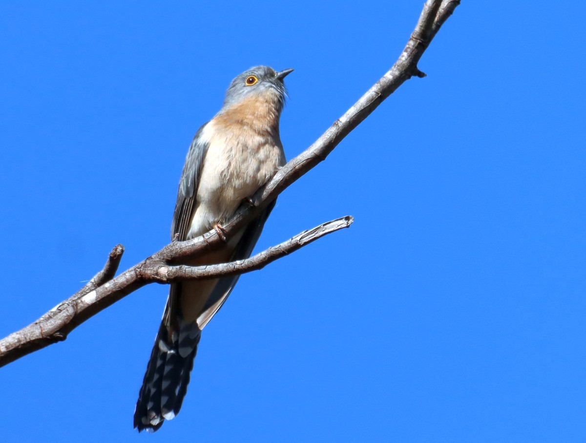 Fan-tailed Cuckoo - ML641979531