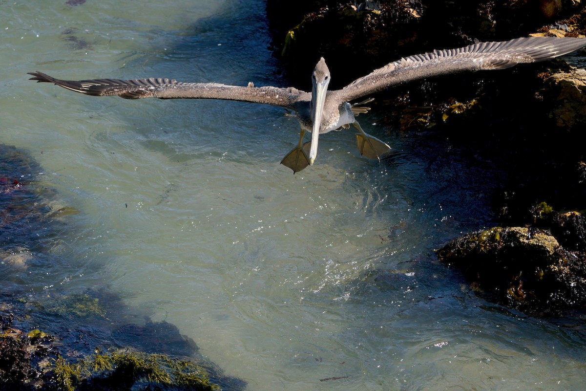 Brown Pelican - ML641979532