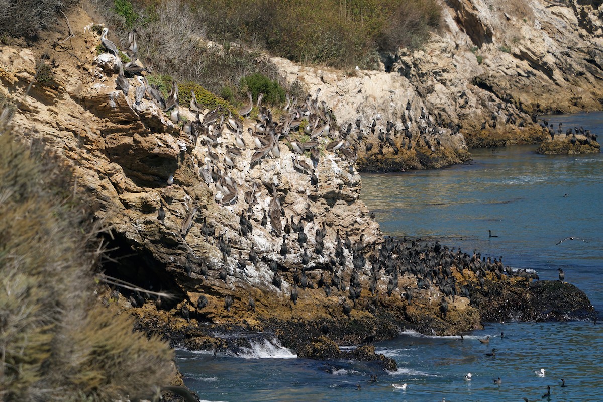 Brown Pelican - ML641979533