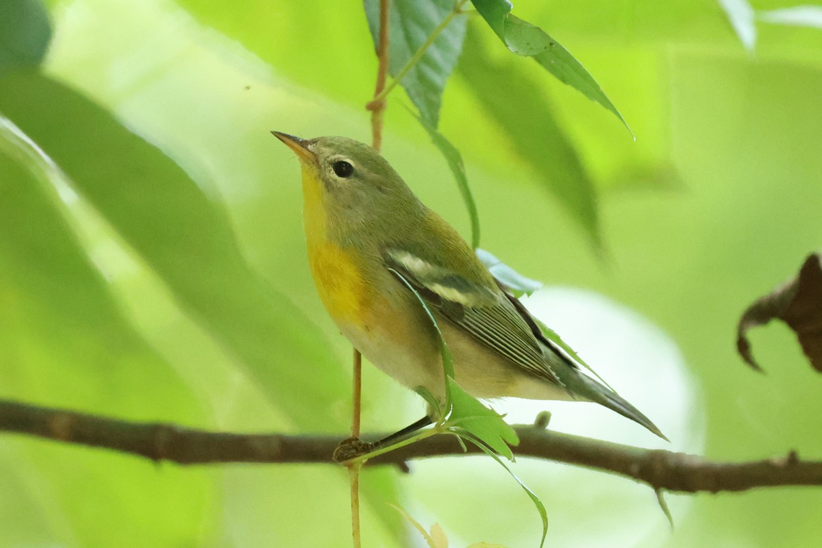 Northern Parula - ML641979534