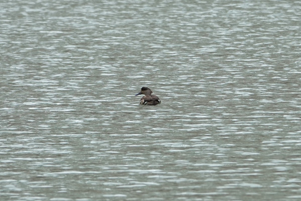 Crested Duck - ML641979535