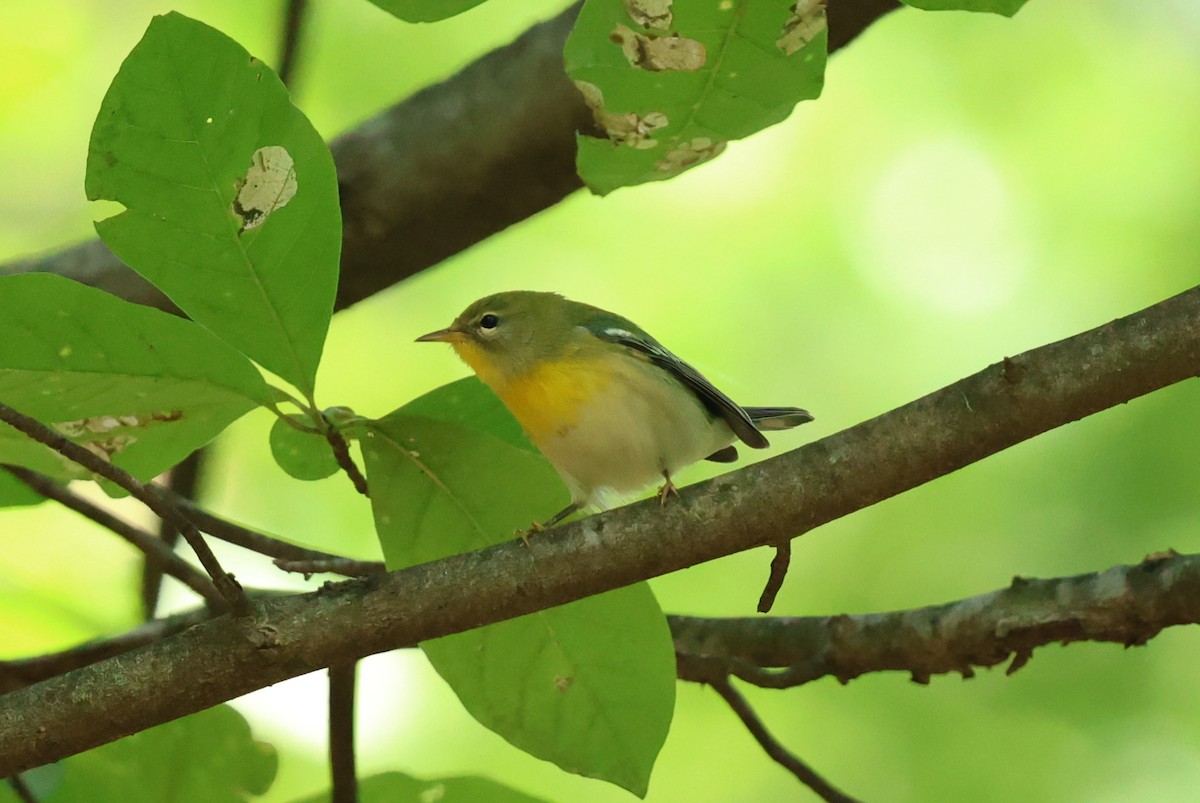 Northern Parula - ML641979542