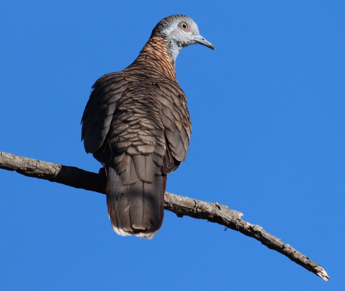 Bar-shouldered Dove - ML641979543