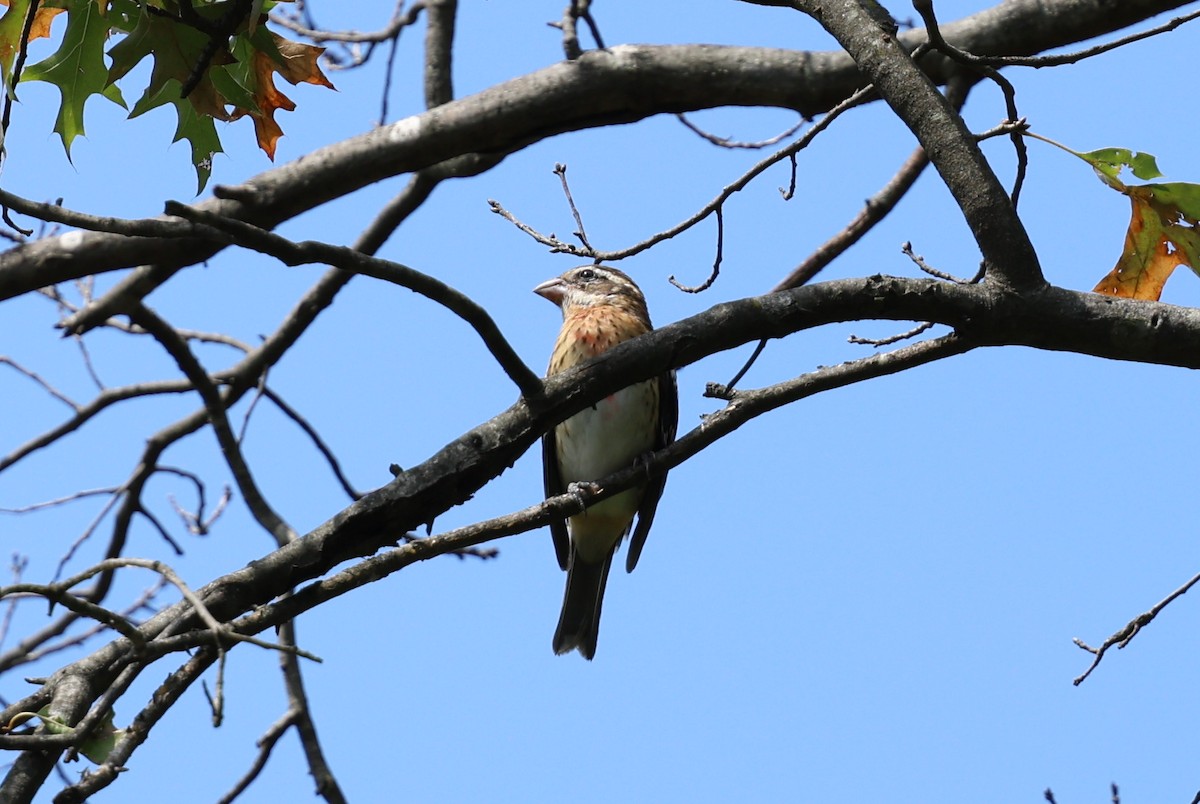 Rose-breasted Grosbeak - ML641979552