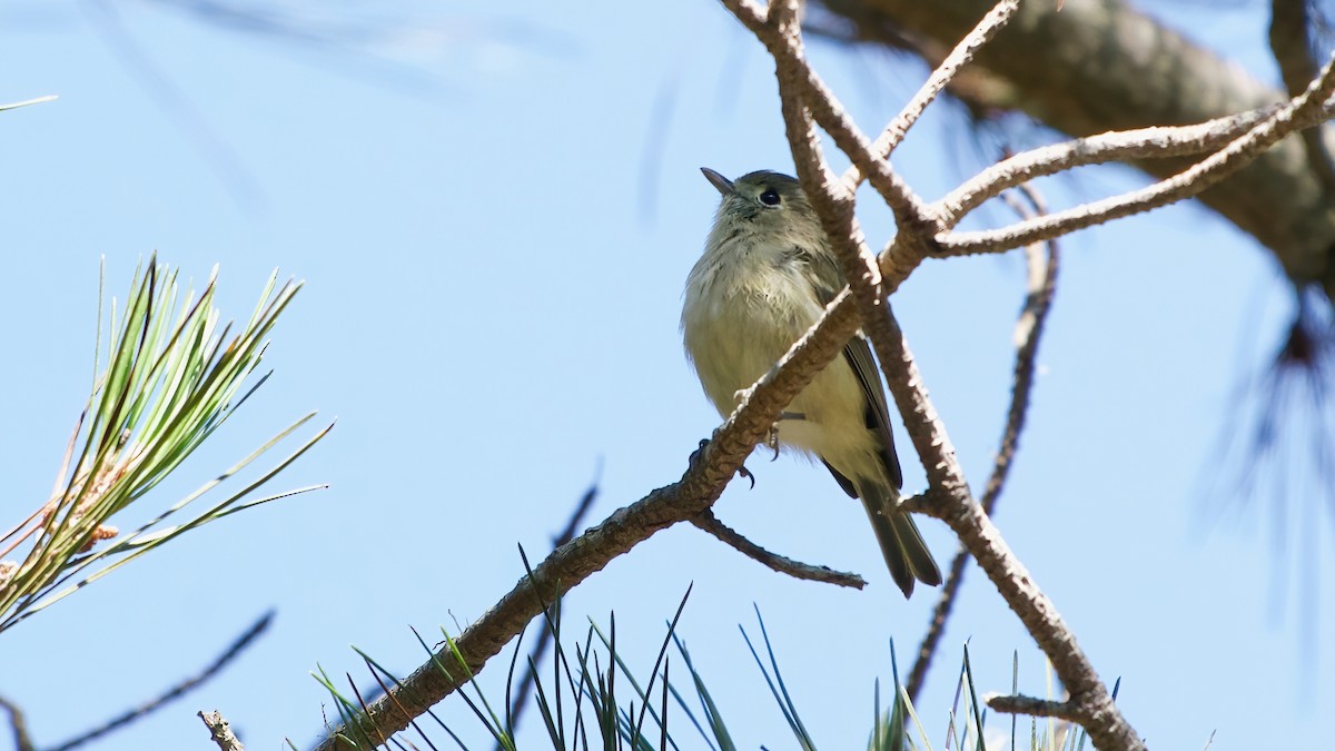 Hutton's Vireo - ML641979560