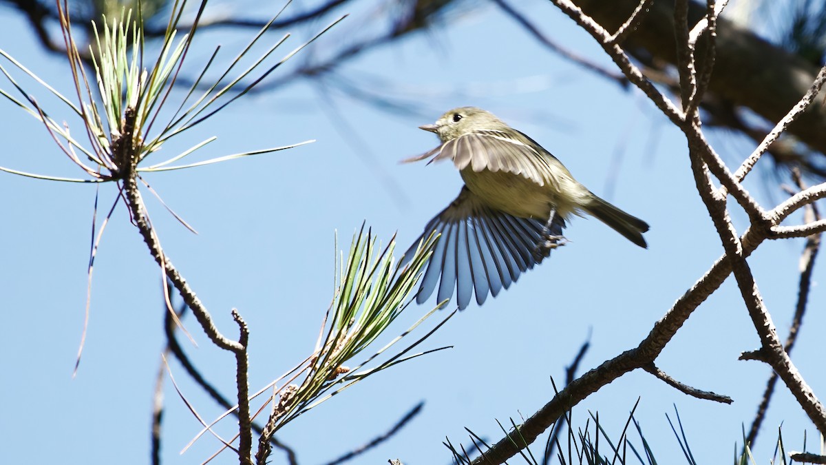 Hutton's Vireo - ML641979561