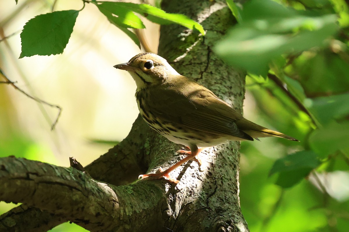 Ovenbird - ML641979563