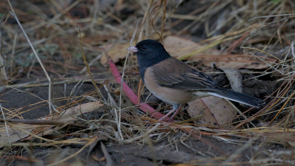 Dark-eyed Junco - ML641979572